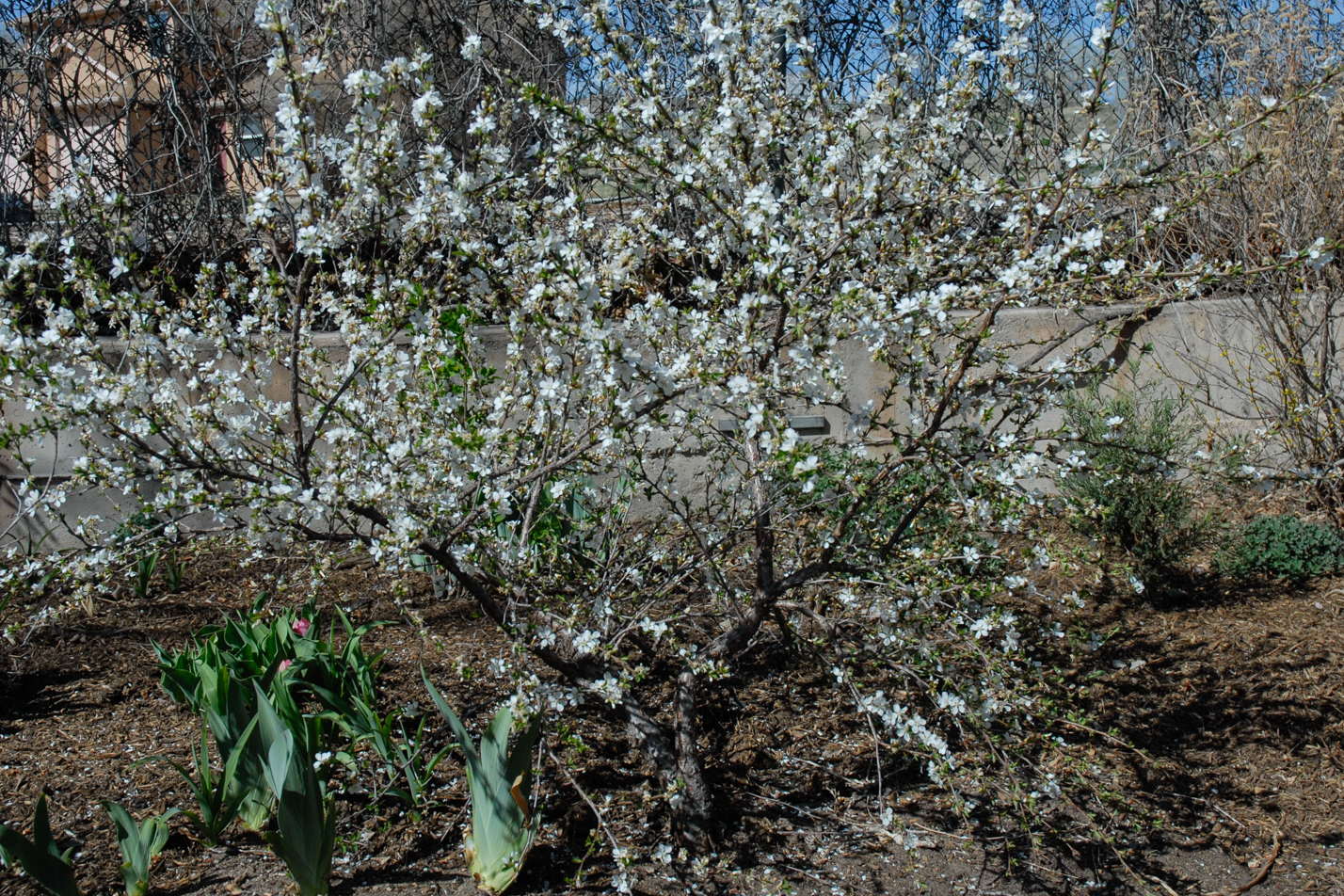 Nanking Cherry